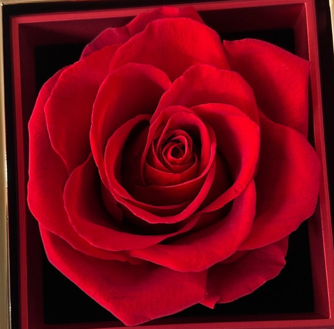 Rose véritable séchée